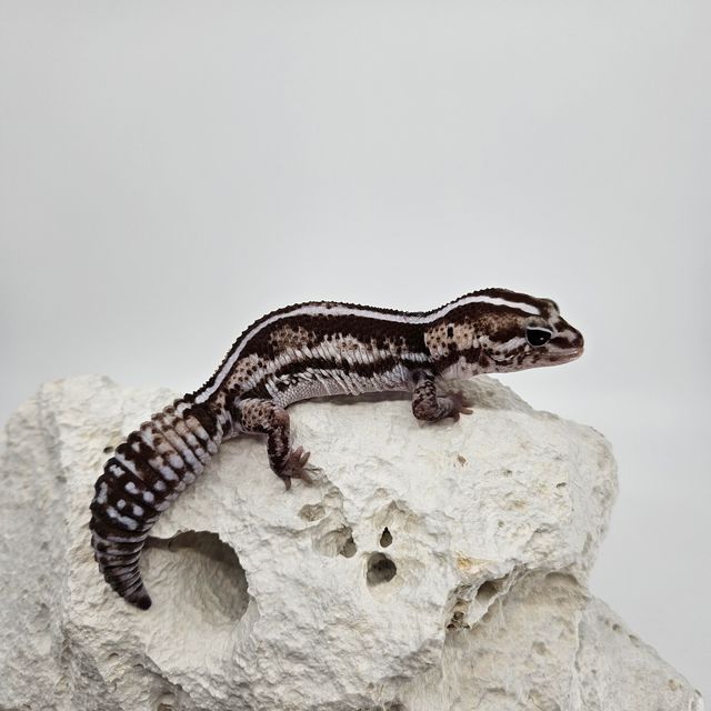 Zero Het Ghost Oreo Het Patternless