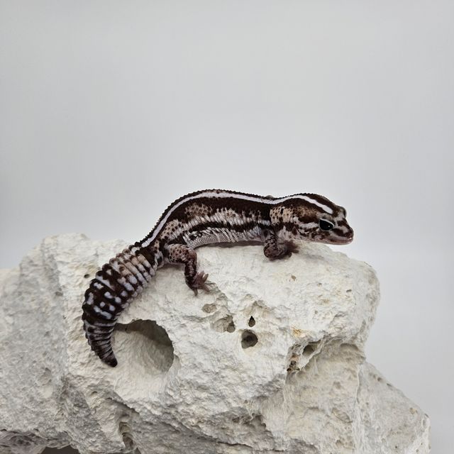 Zero Het Ghost Oreo Het Patternless