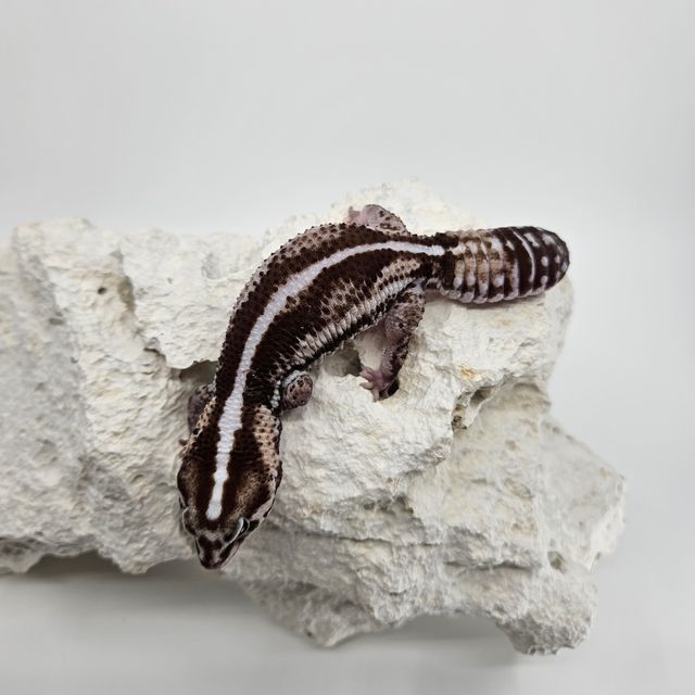 Zero Het Ghost Oreo Het Patternless