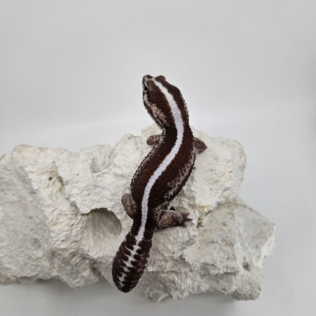 Zero Oreo Het Ghost Het Patternless