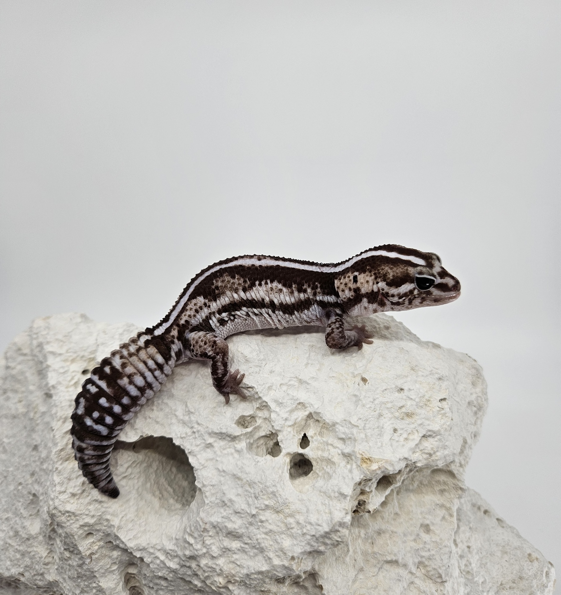 Zero Het Ghost Oreo Het Patternless