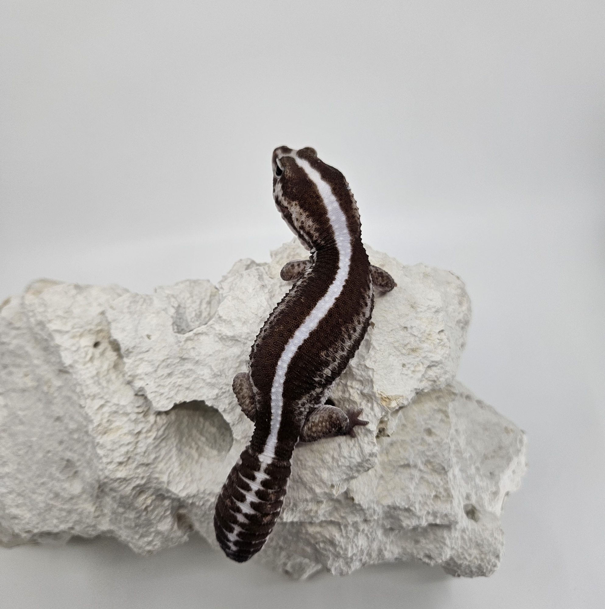 Zero Oreo Het Ghost Het Patternless