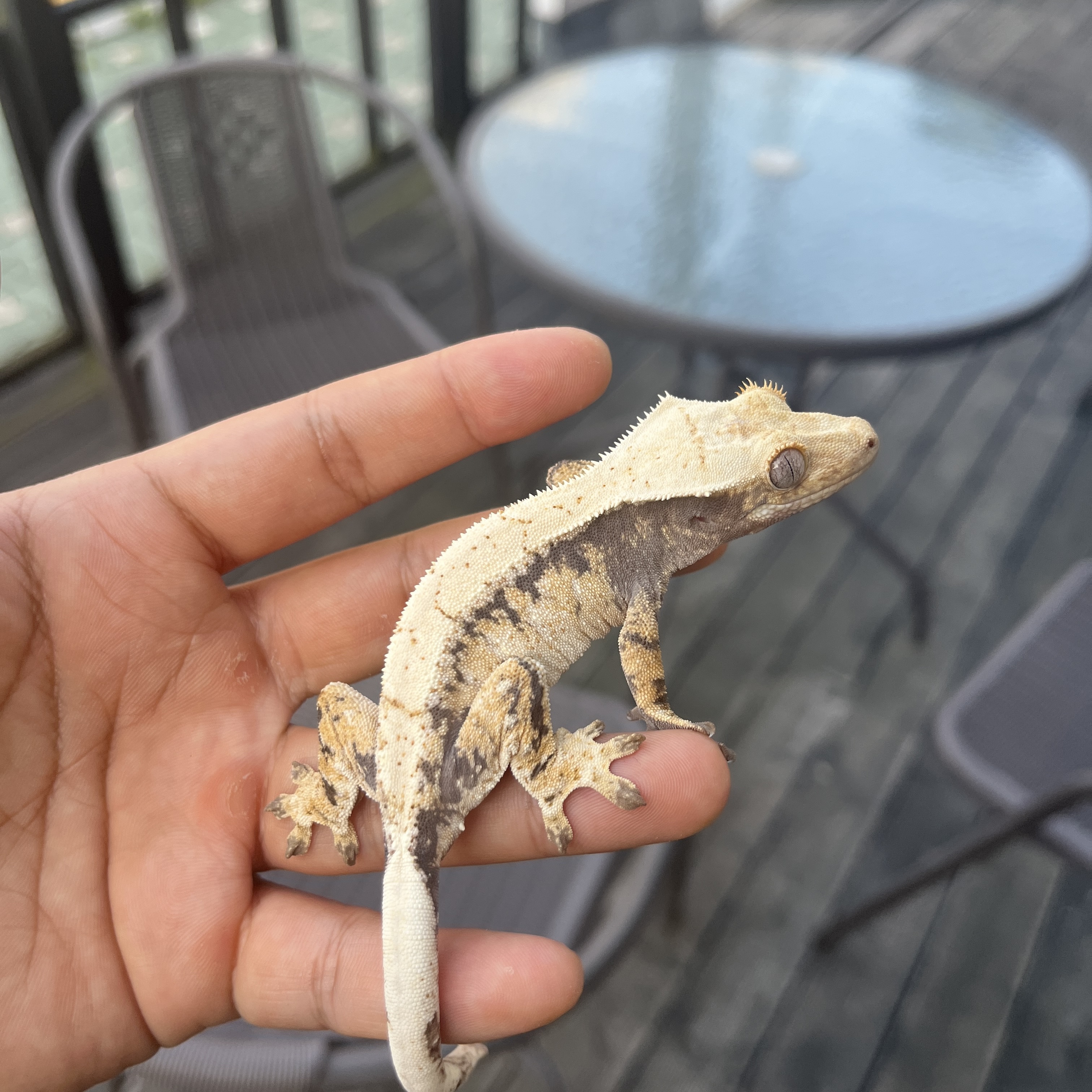 Drippy White Spot Tri