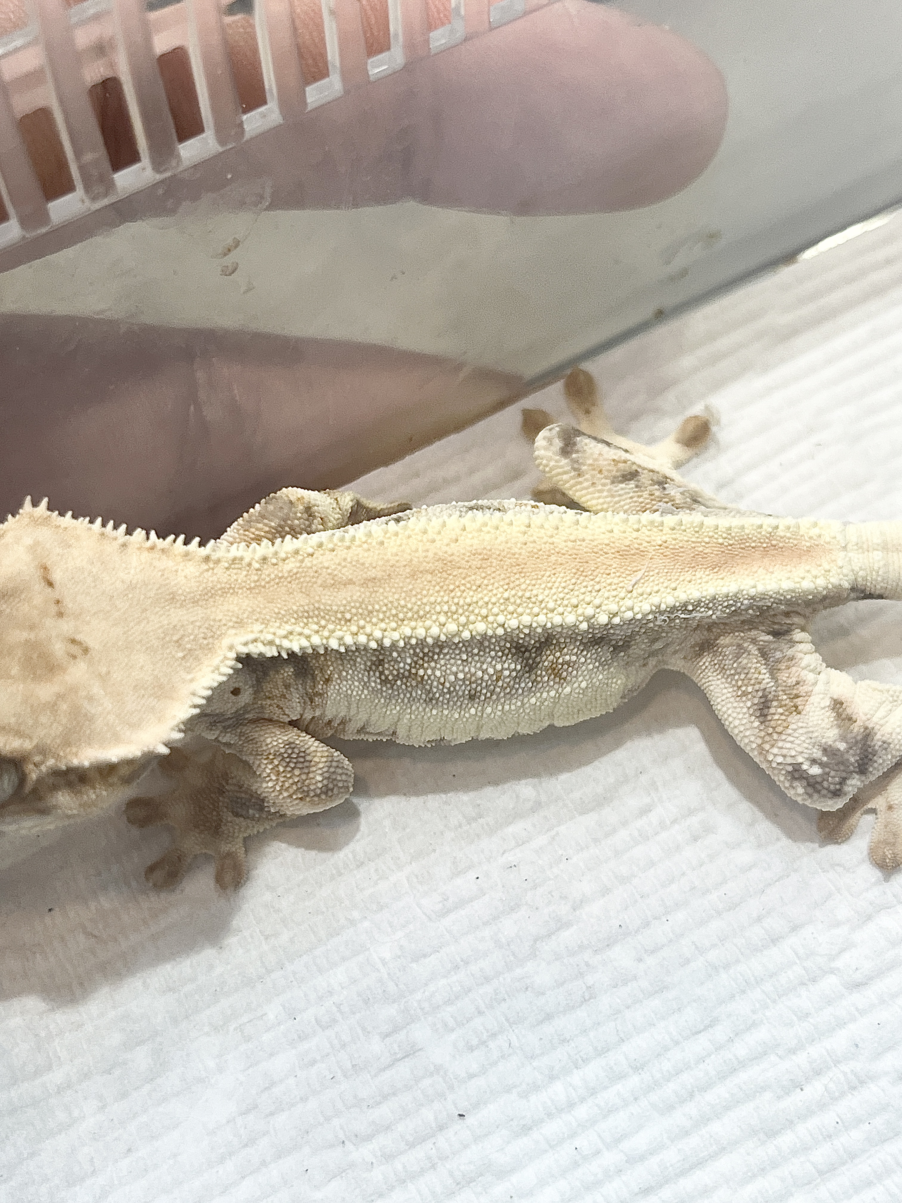 Lilly White Panda Solid Back