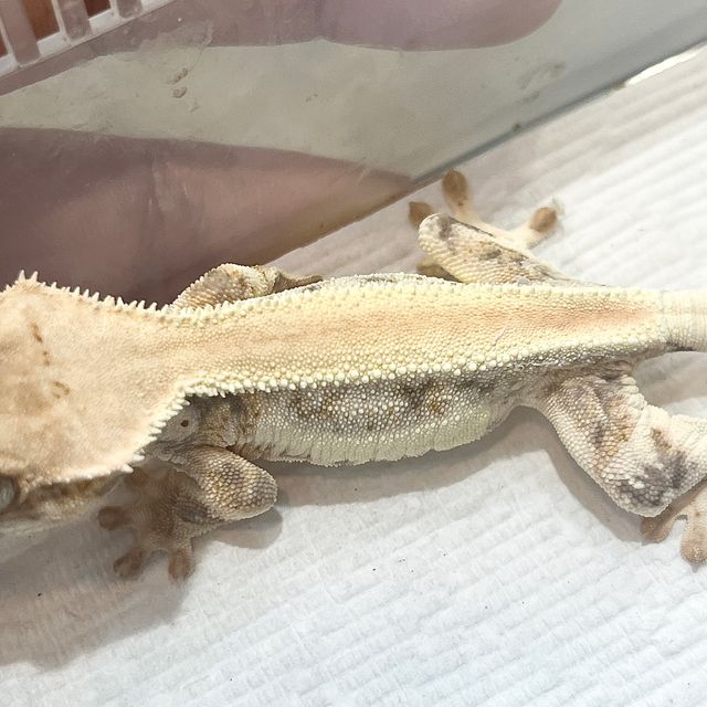 Lilly White Panda Solid Back