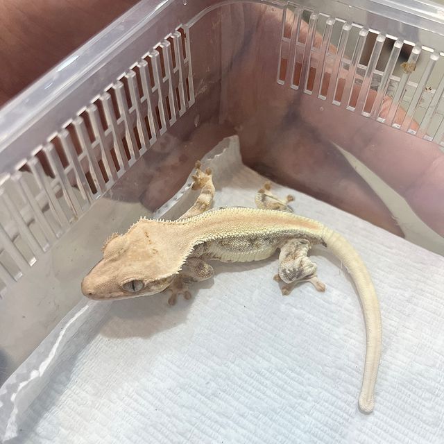 Lilly White Panda Solid Back