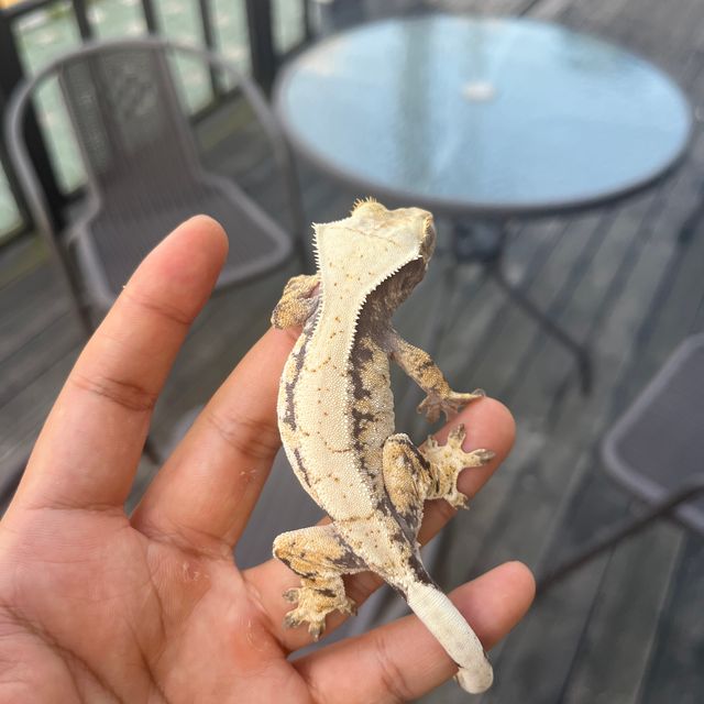 Drippy White Spot Tri