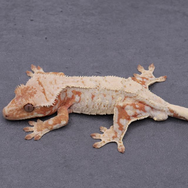 Drippy White Spot Red