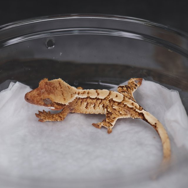 Tri Extreme Harlequin