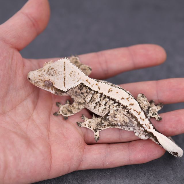 Extreme Harlequin Tri