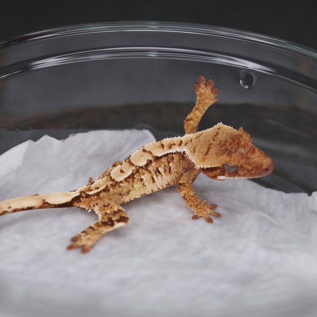 Tri Extreme Harlequin