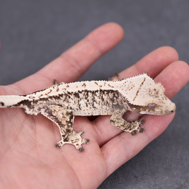 Extreme Harlequin Tri