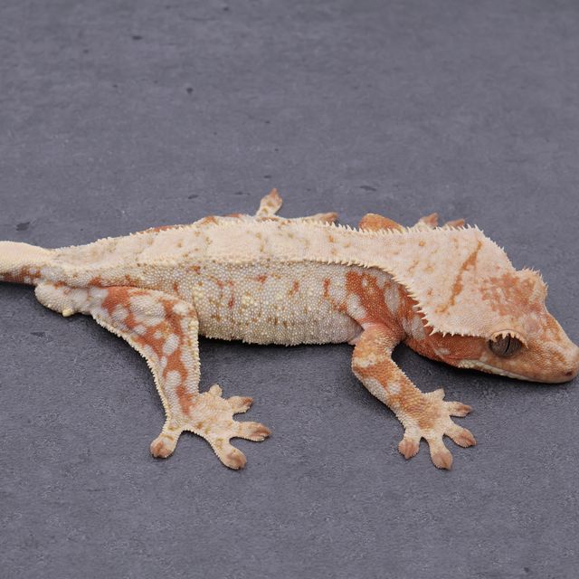 Drippy White Spot Red