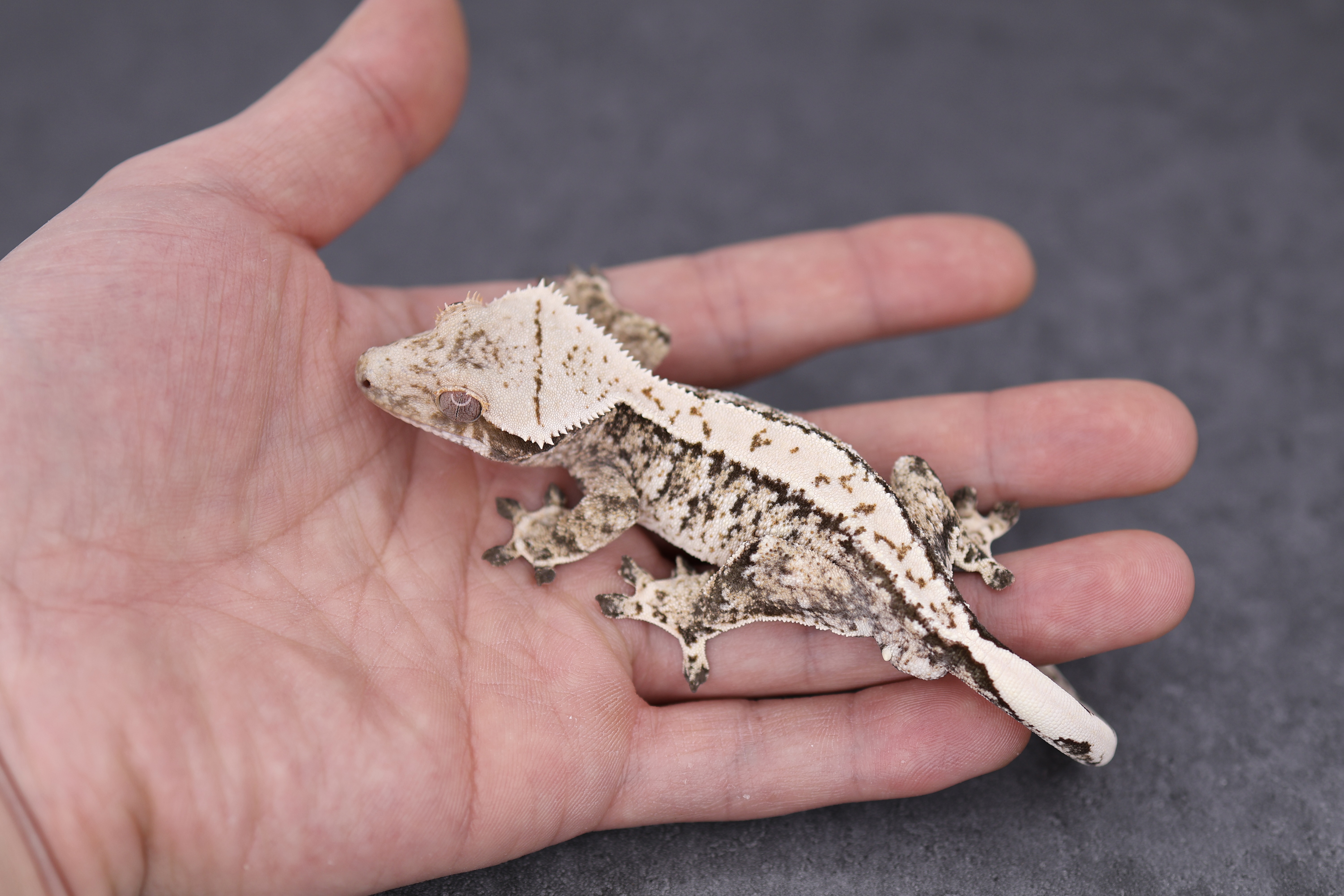 Extreme Harlequin Tri