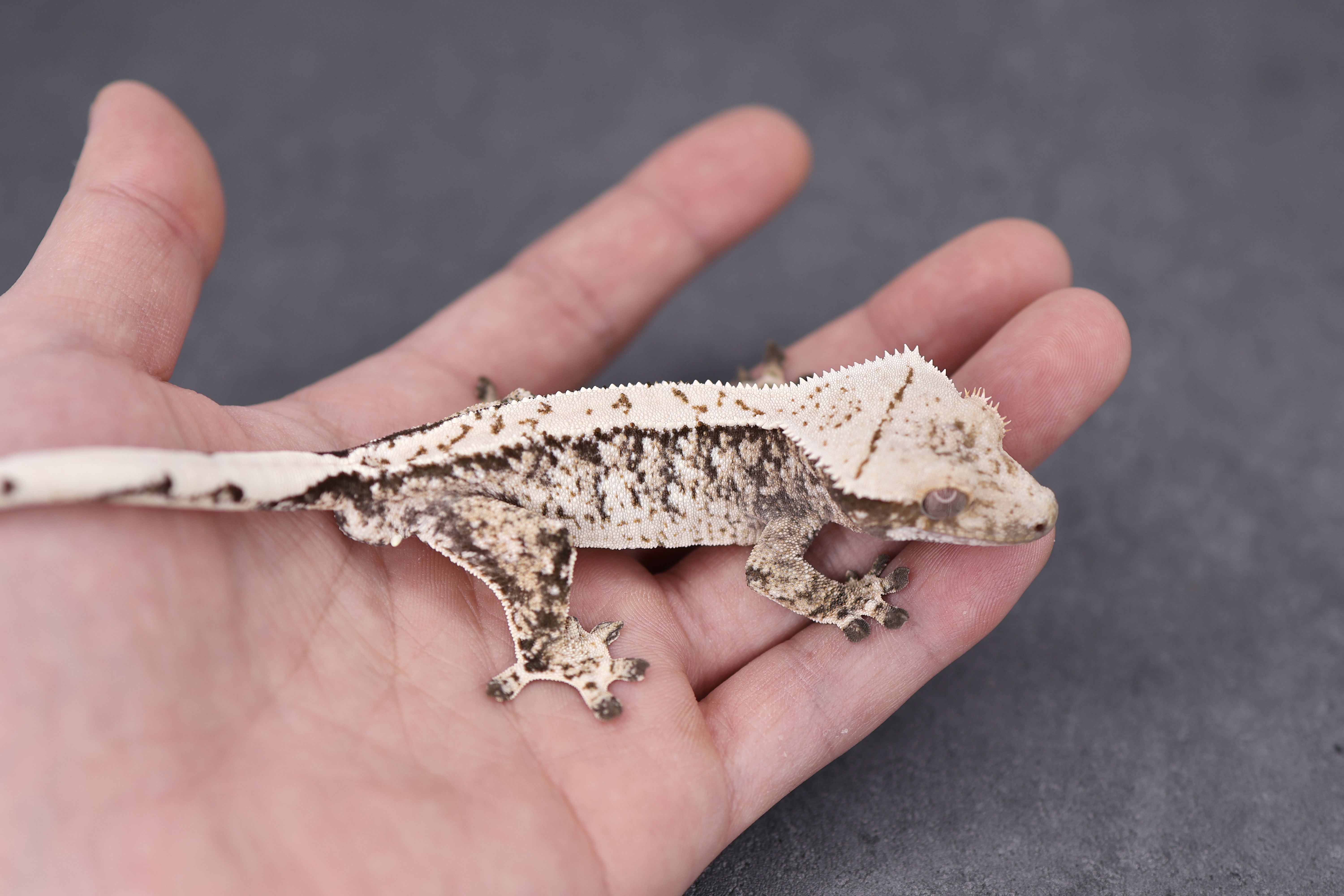 Extreme Harlequin Tri