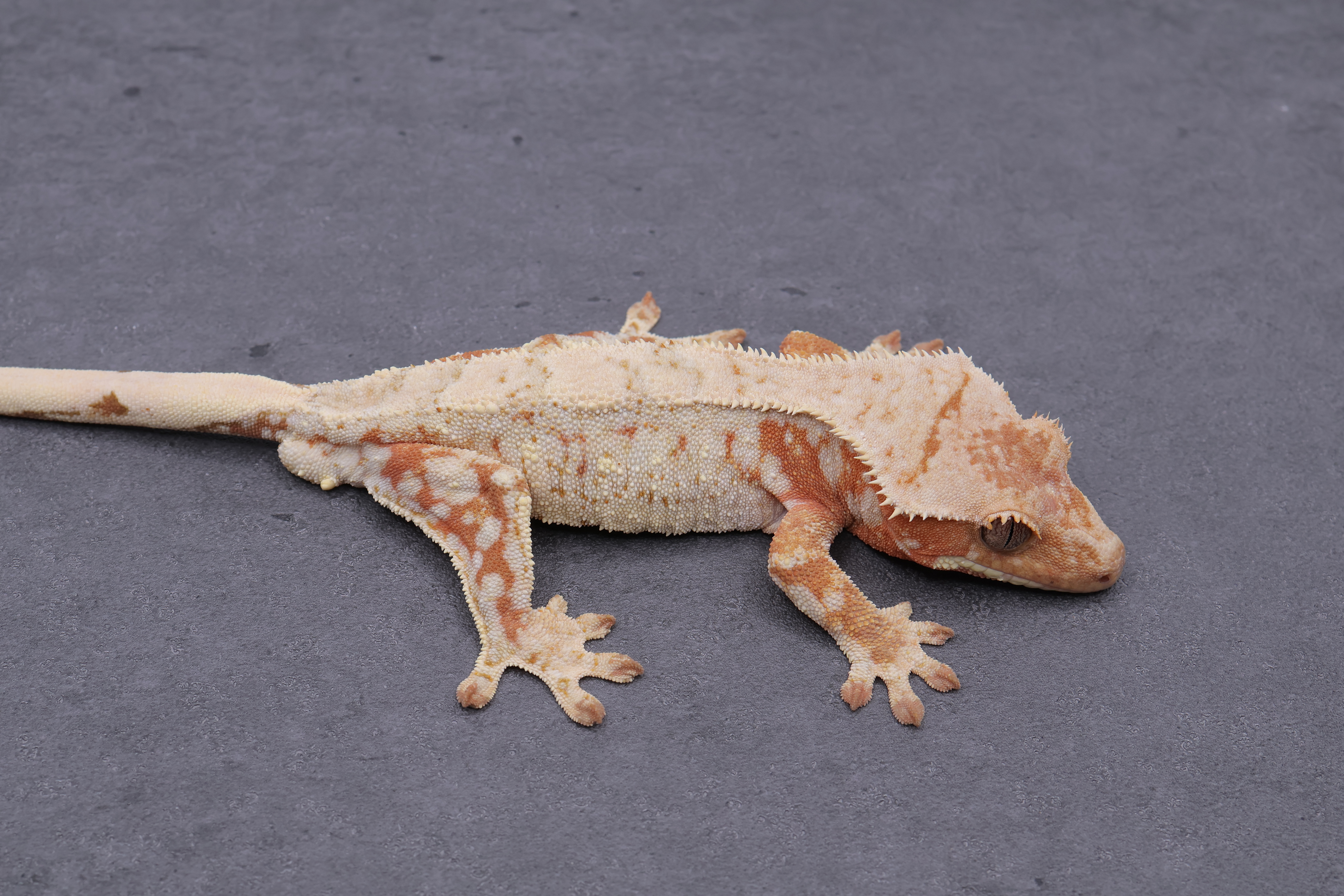 Drippy White Spot Red