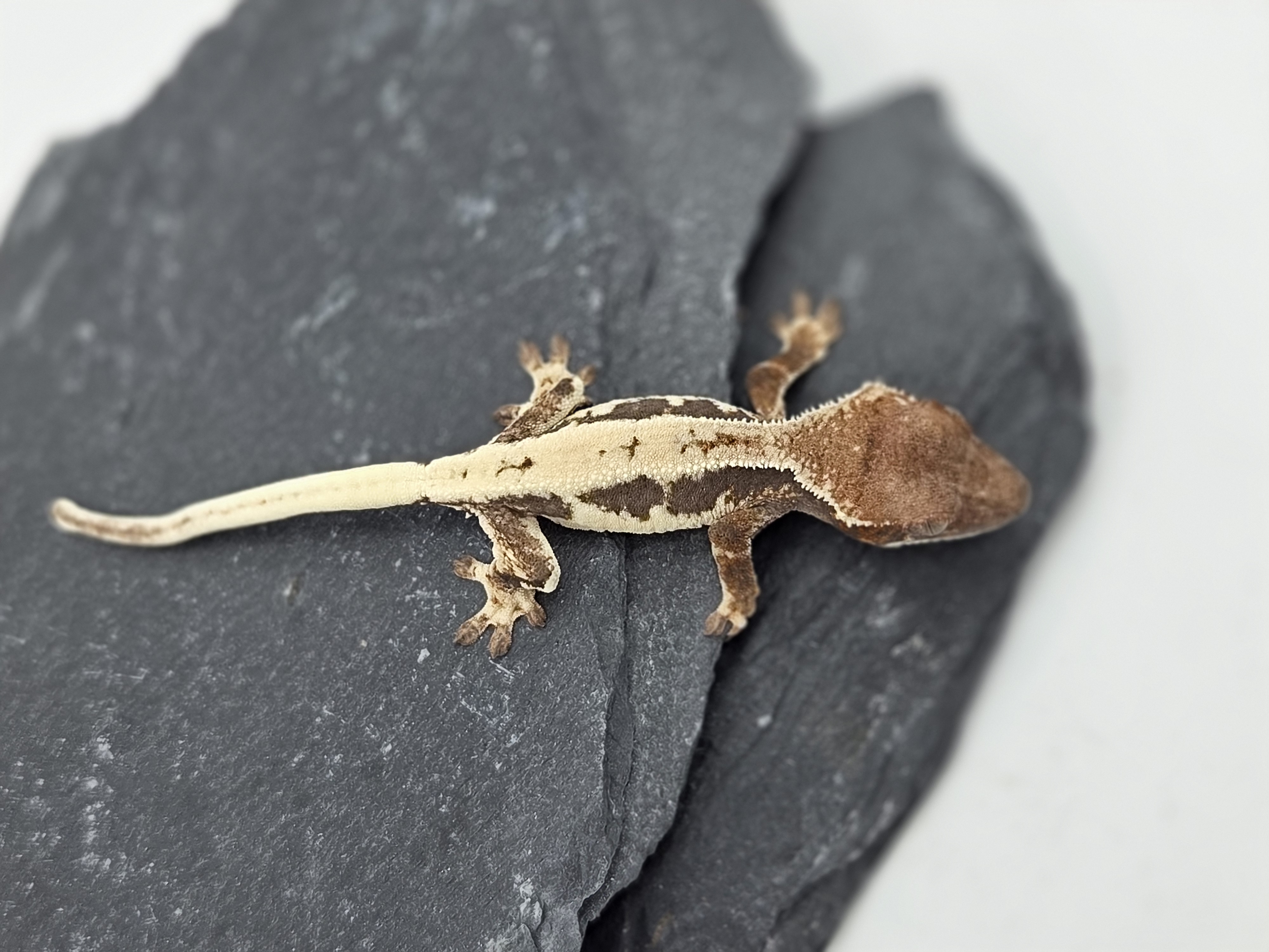 100% Het Axanthic LW Sable