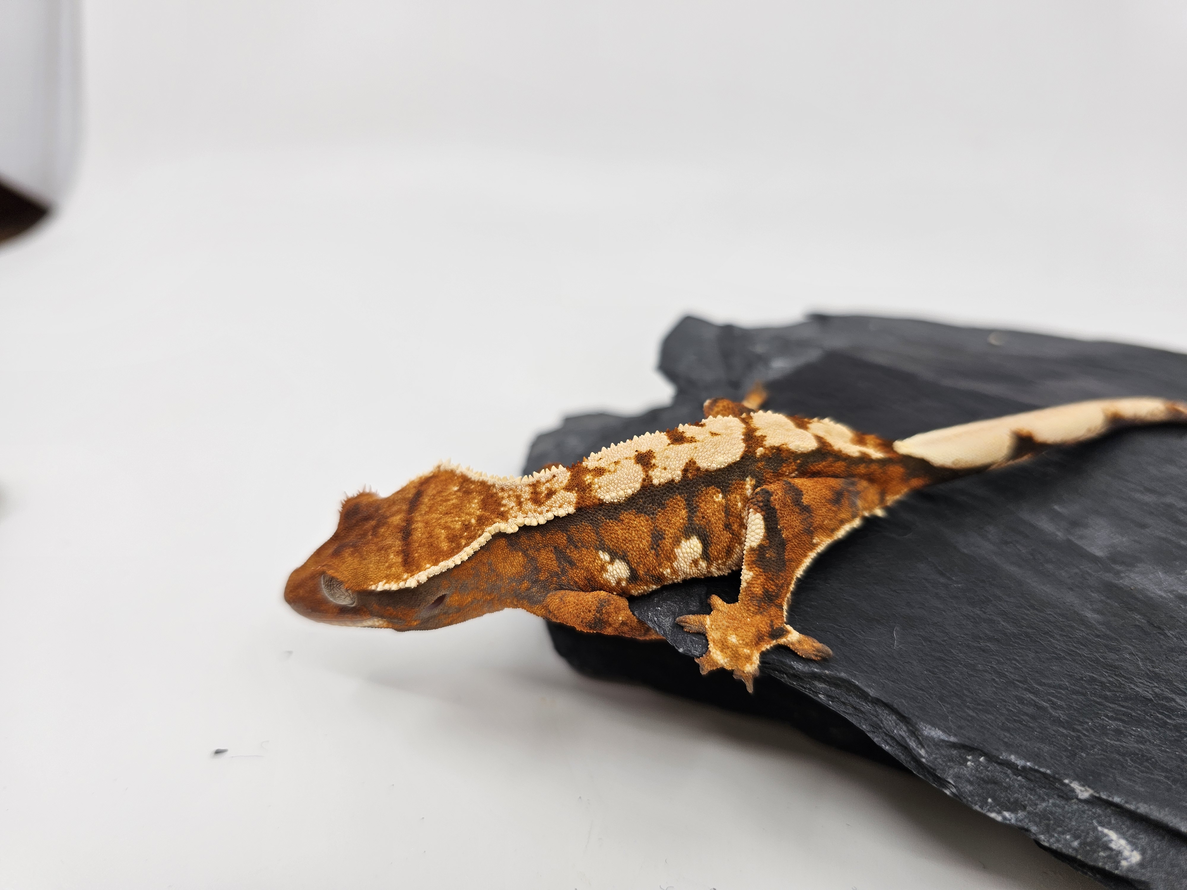 Tangerine White Barb Tri