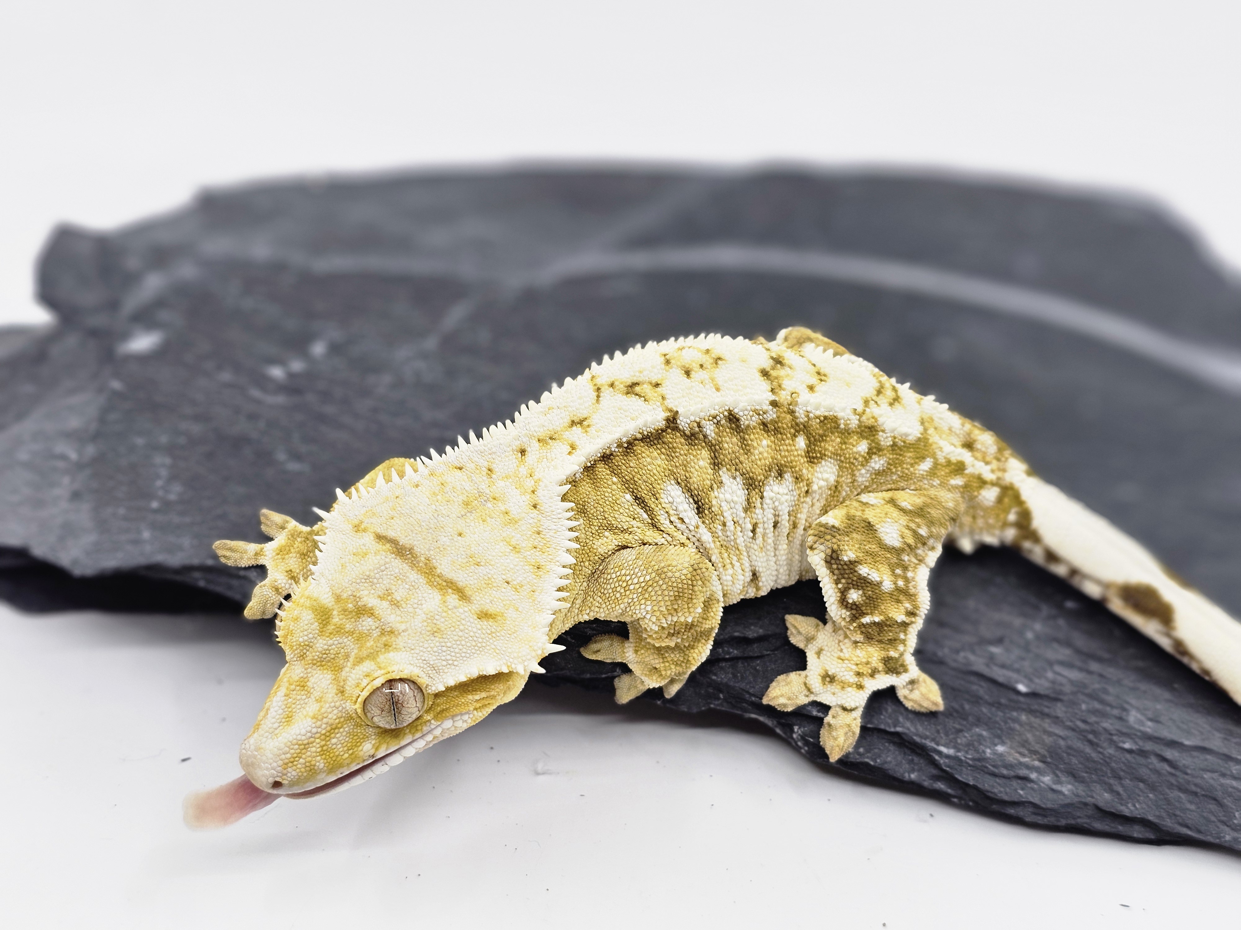 White Porthole White Spot Creamsicle