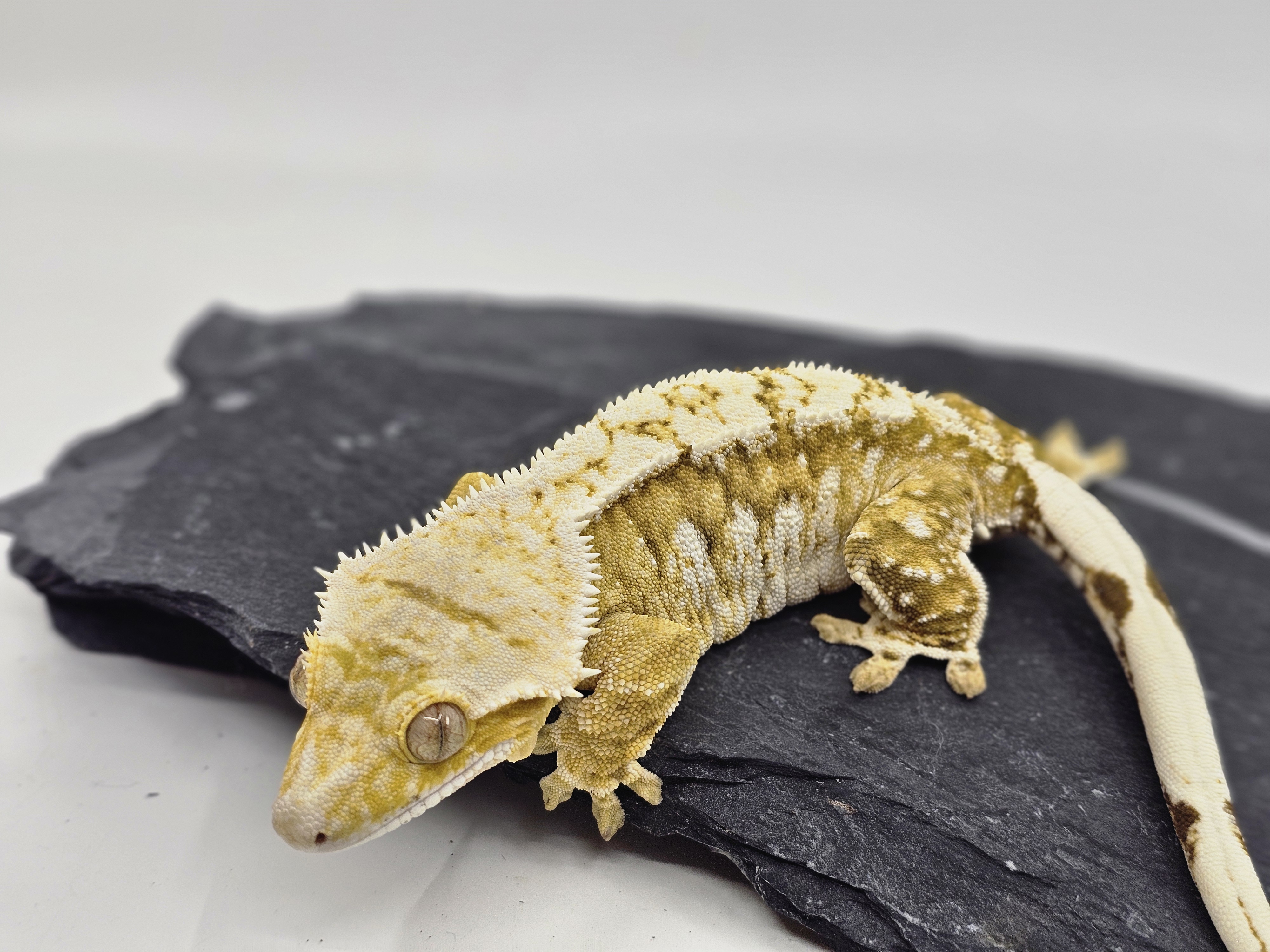 White Porthole White Spot Creamsicle