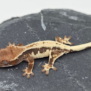 100% Het Axanthic LW Sable