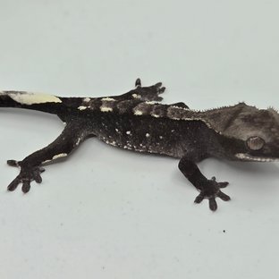 Axanthic White Porthole