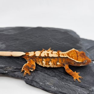 Tri Tangerine White Barb