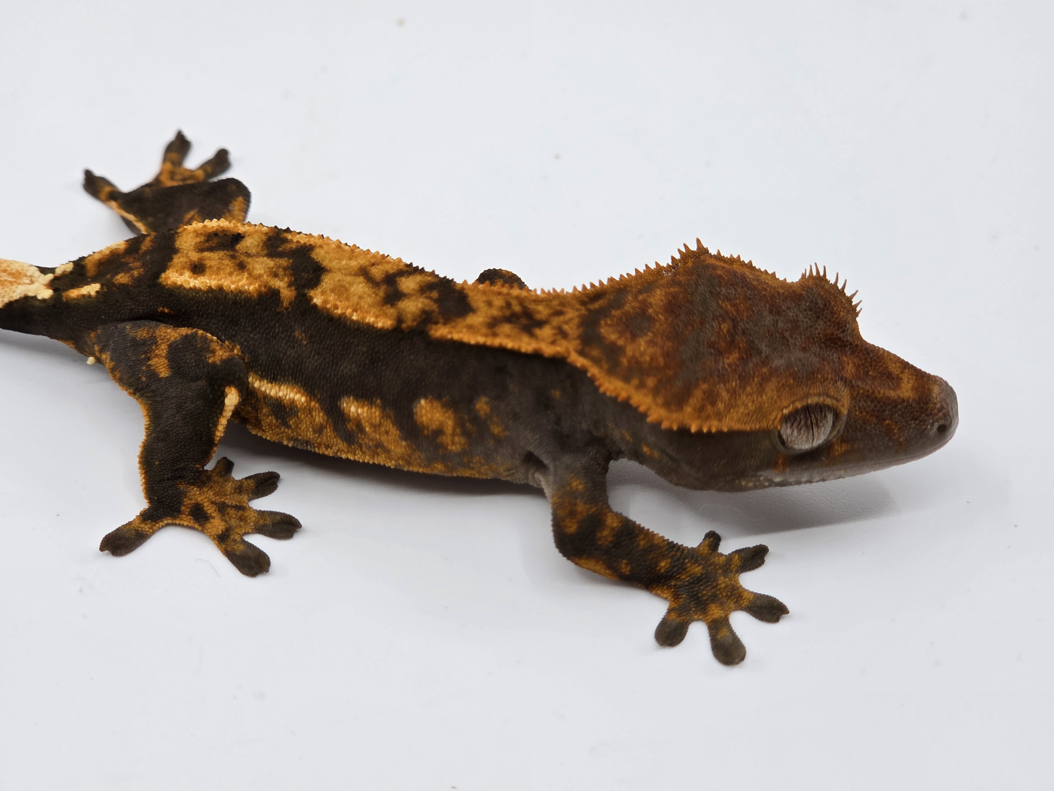 Sable 100% Het Axanthic