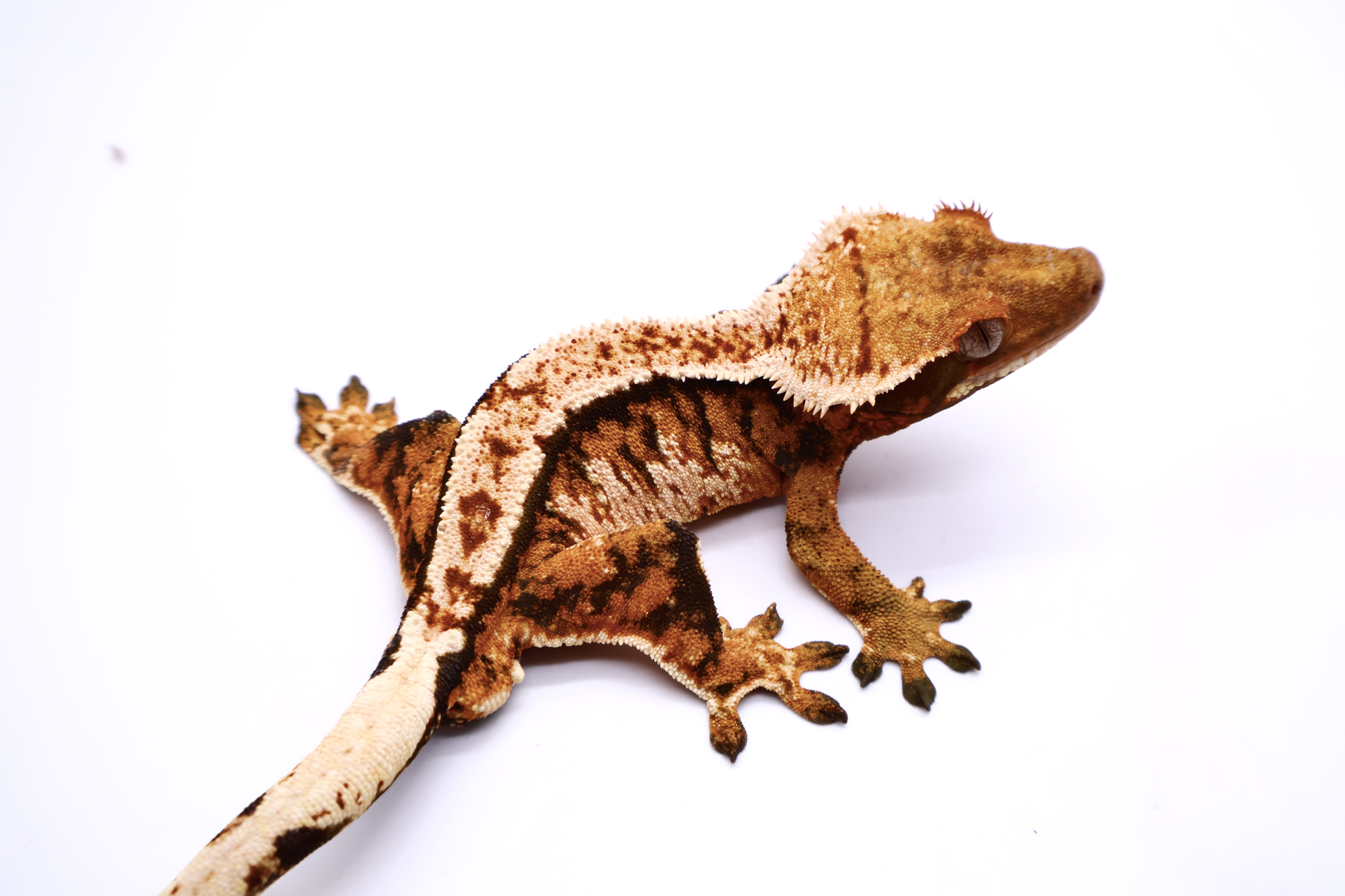 Tangerine Tri White Barb