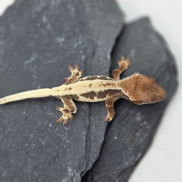 100% Het Axanthic LW Sable