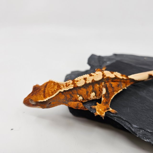 Tangerine White Barb Tri