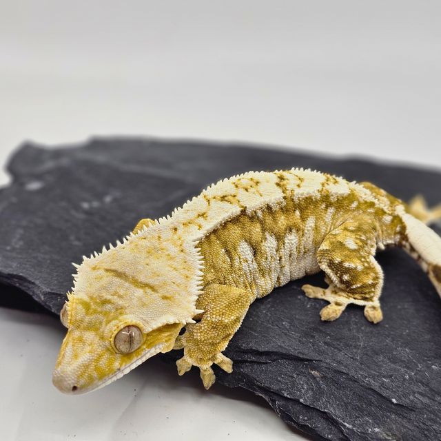 White Porthole White Spot Creamsicle