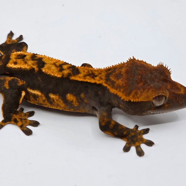 Sable 100% Het Axanthic