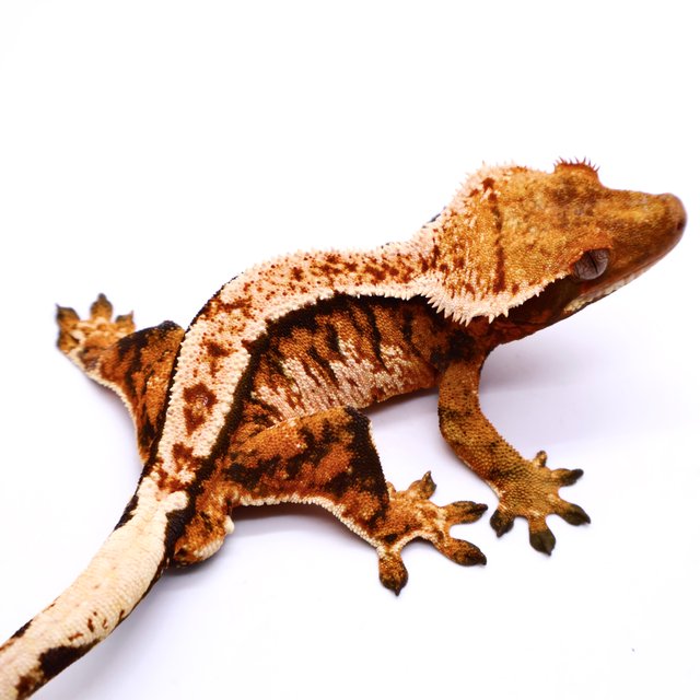 Tangerine Tri White Barb