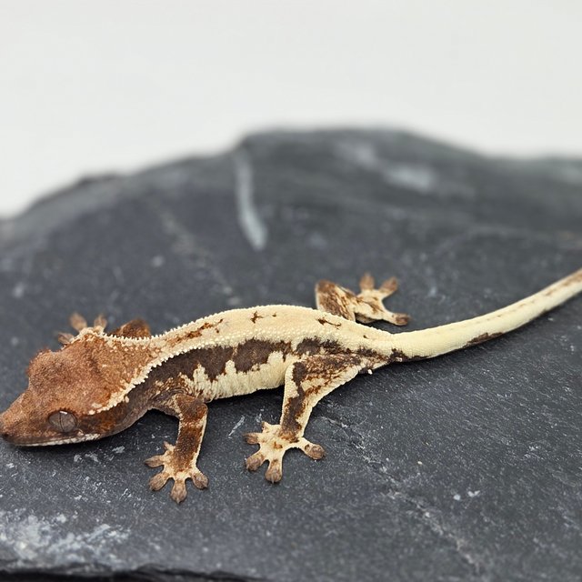 100% Het Axanthic LW Sable