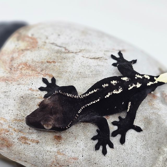 White Porthole Axanthic