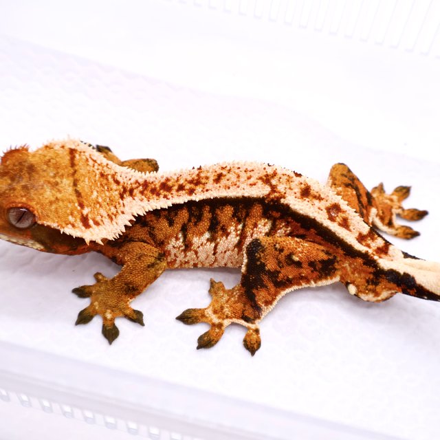 Tangerine Tri White Barb