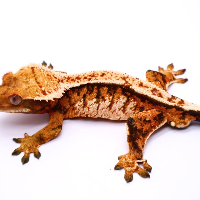 Tangerine Tri White Barb