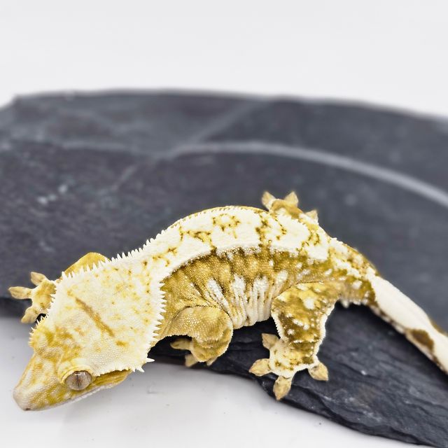 White Porthole White Spot Creamsicle