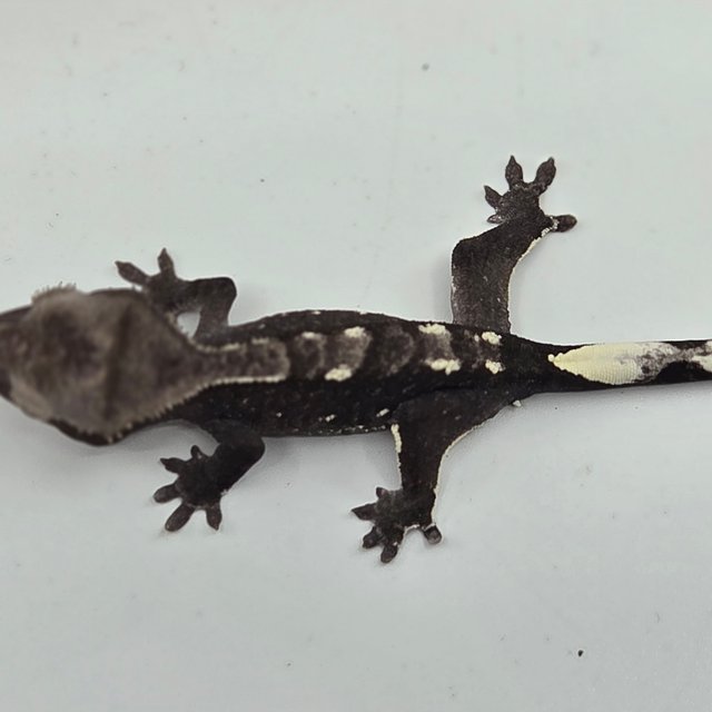 Axanthic White Porthole