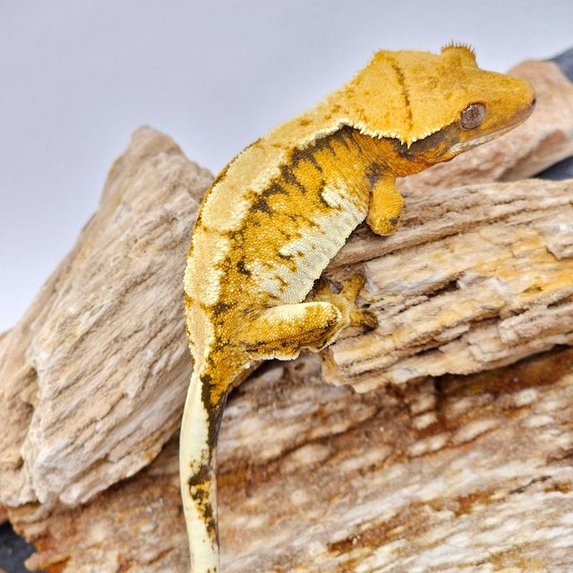 White Spot Tangerine White Tri