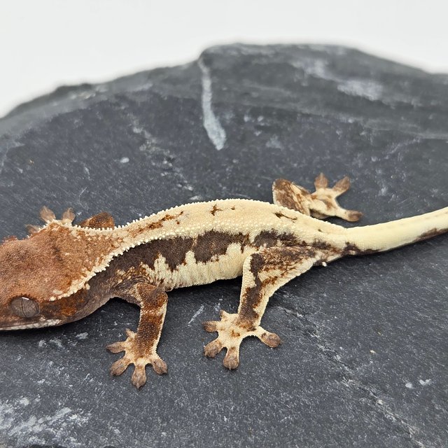 100% Het Axanthic LW Sable