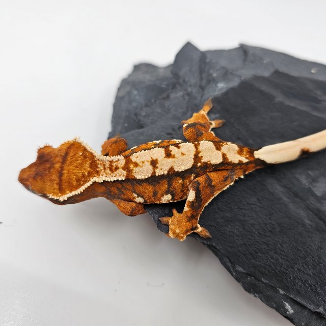 Tangerine White Barb Tri