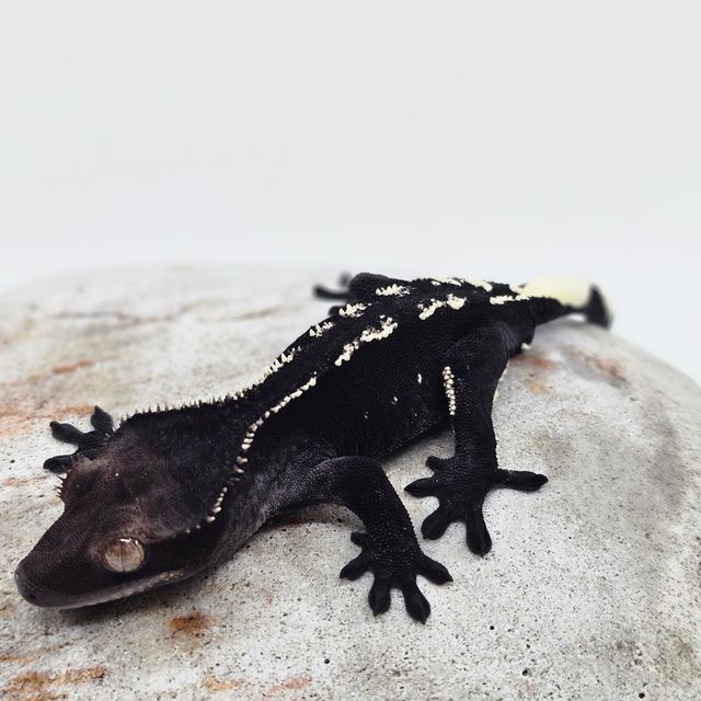 White Porthole Axanthic