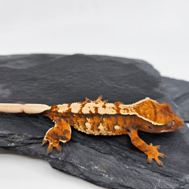 Tangerine White Barb Tri