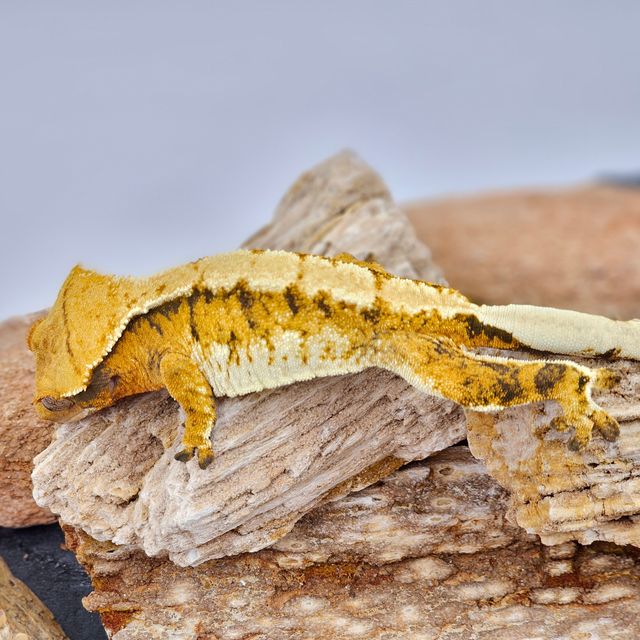 White Spot Tangerine White Tri