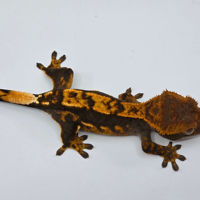 Sable 100% Het Axanthic