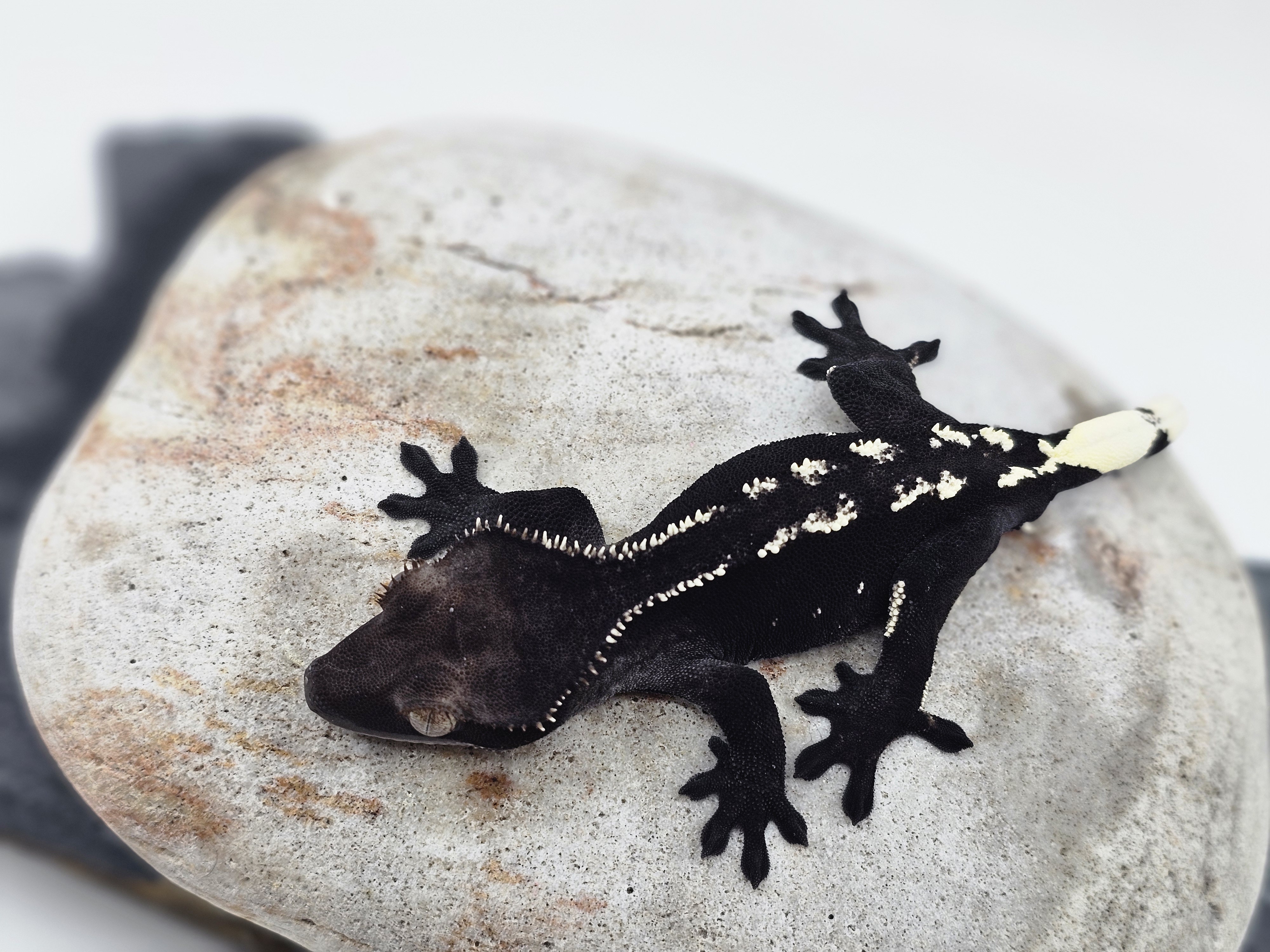 White Porthole Axanthic
