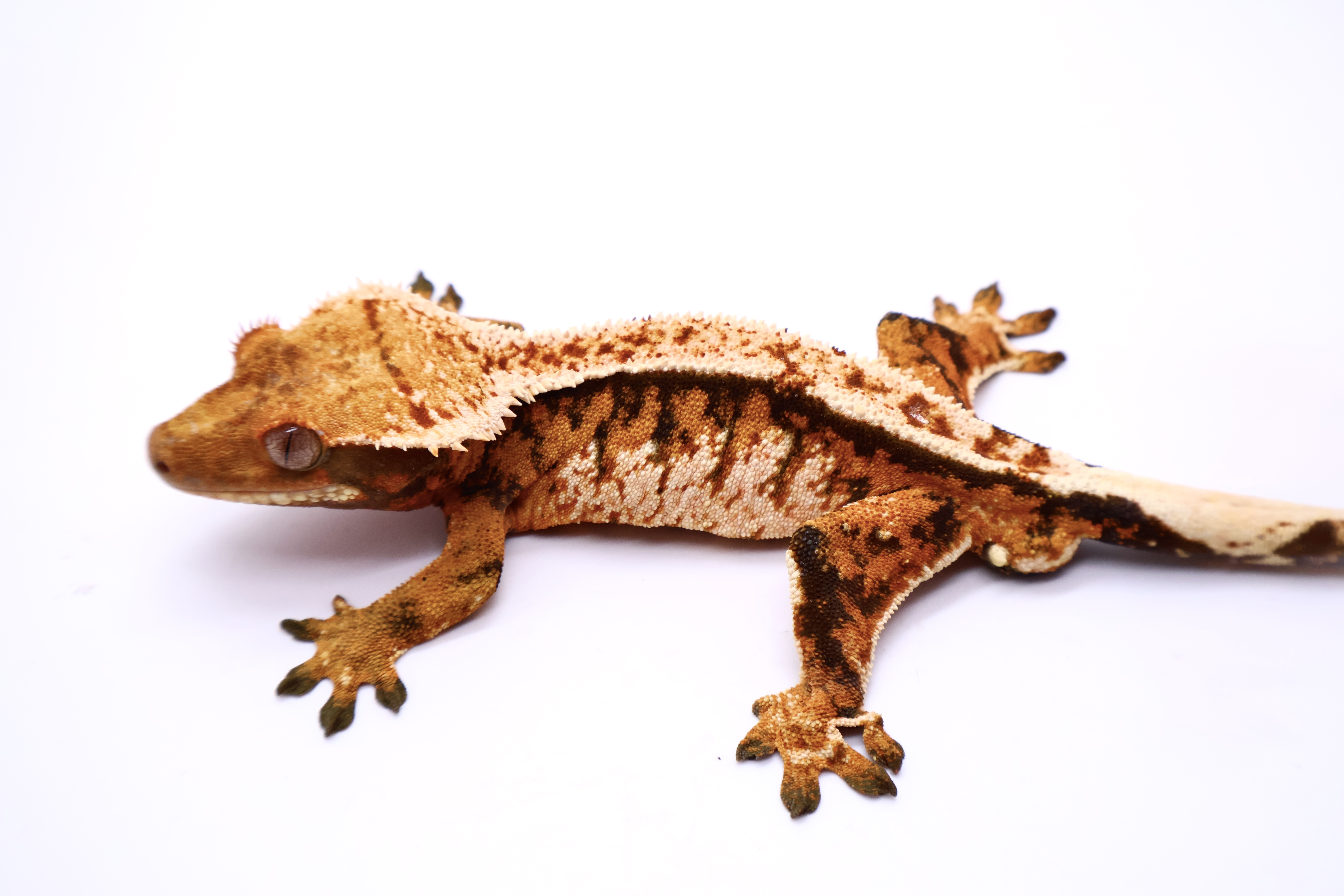 Tangerine Tri White Barb