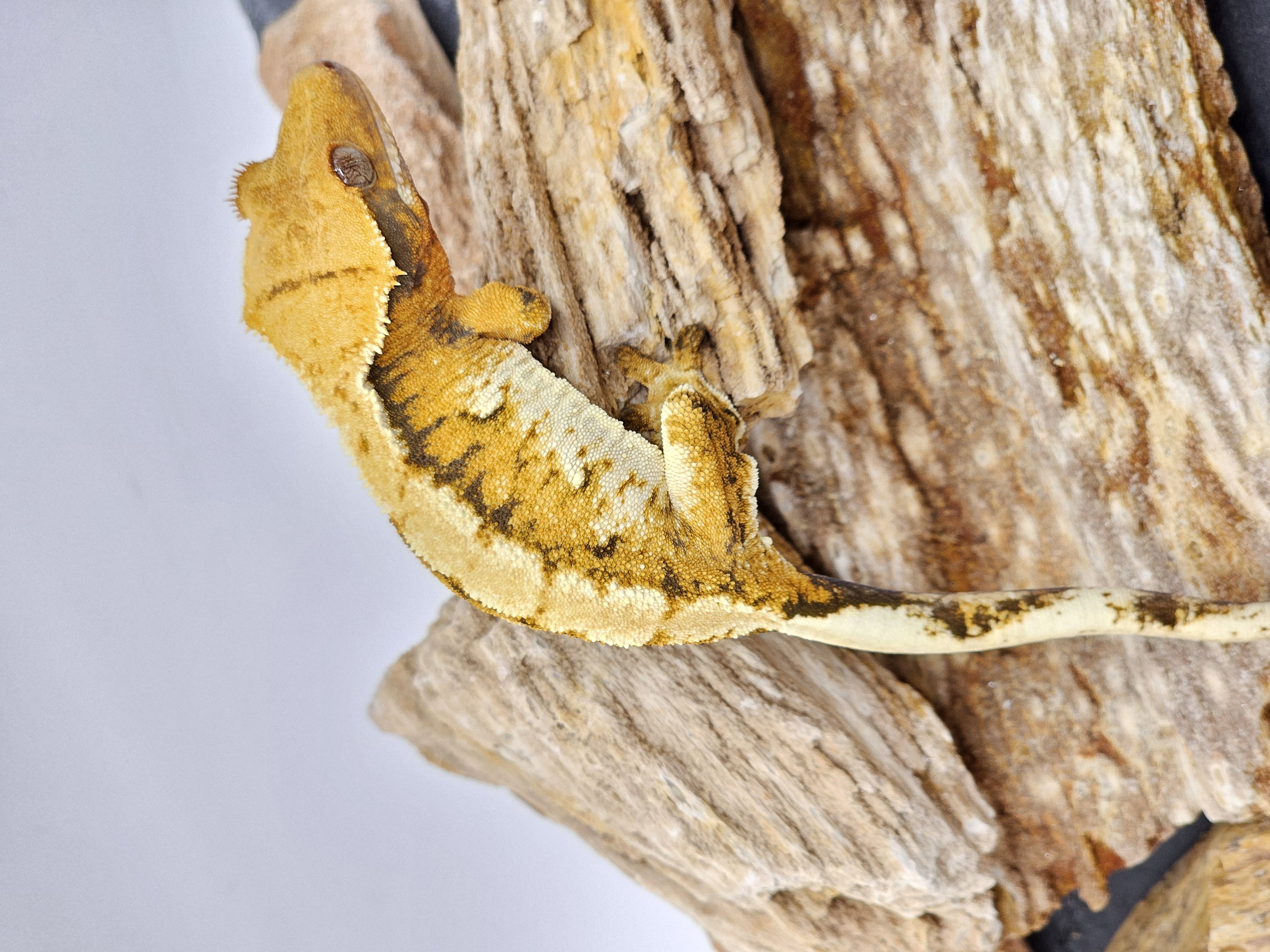 White Spot Tangerine White Tri